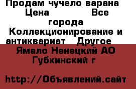 Продам чучело варана. › Цена ­ 15 000 - Все города Коллекционирование и антиквариат » Другое   . Ямало-Ненецкий АО,Губкинский г.